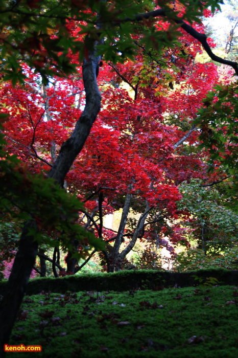 弥彦公園もみじ谷の紅葉