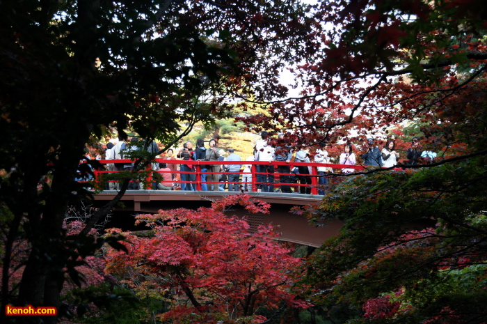 弥彦公園もみじ谷の紅葉