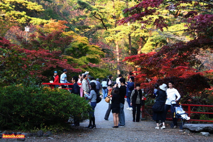 弥彦公園もみじ谷の紅葉