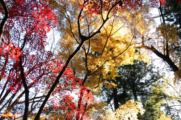 弥彦公園の紅葉