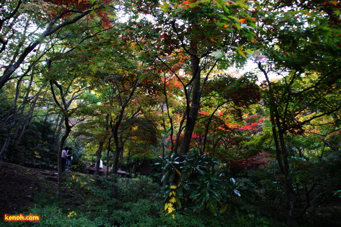 弥彦公園もみじ谷の紅葉