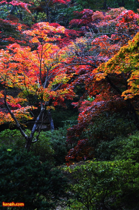 弥彦公園もみじ谷の紅葉