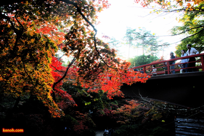 弥彦公園もみじ谷の紅葉