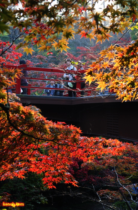 弥彦公園もみじ谷の紅葉