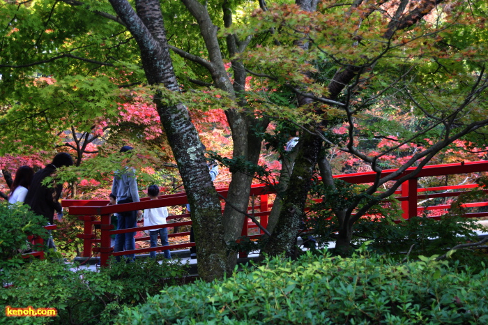 弥彦公園もみじ谷の紅葉