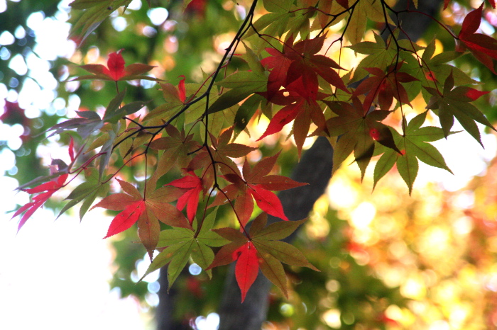 弥彦公園もみじ谷の紅葉