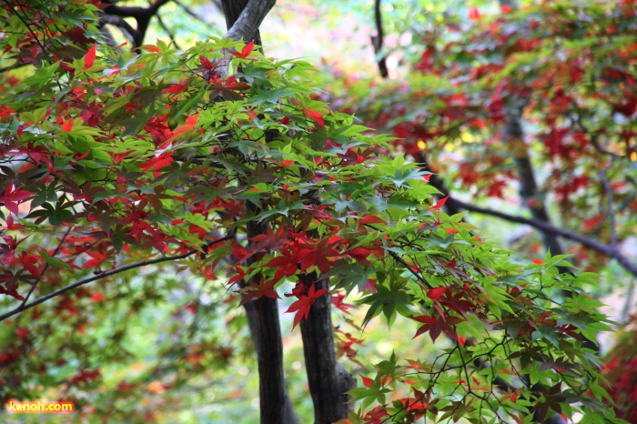 弥彦公園もみじ谷の紅葉