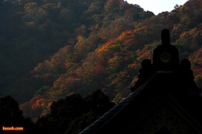 弥彦・弥彦神社拝殿の向こうに弥彦山山腹の紅葉