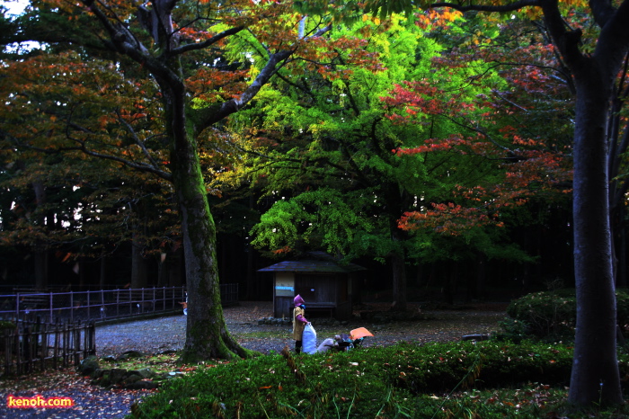 弥彦神社鹿苑付近の紅葉