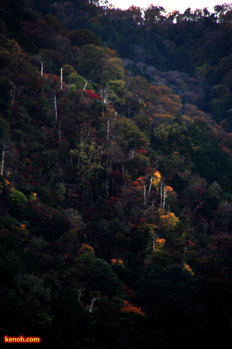 弥彦山山腹の紅葉