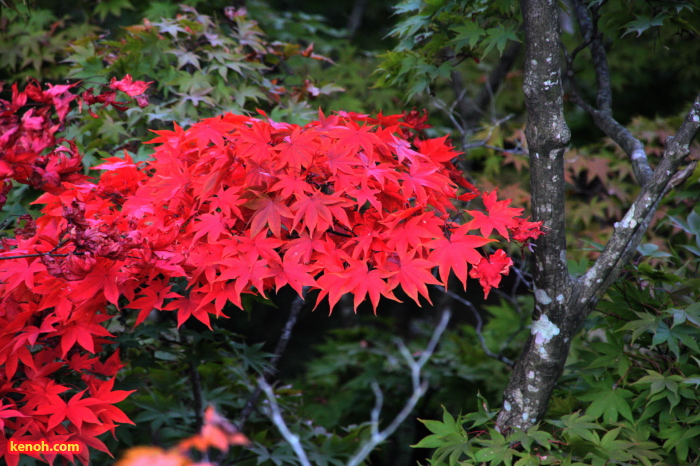 紅葉と緑のコントラスト