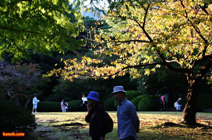 公園入口の広場の黄に色づくサクラ