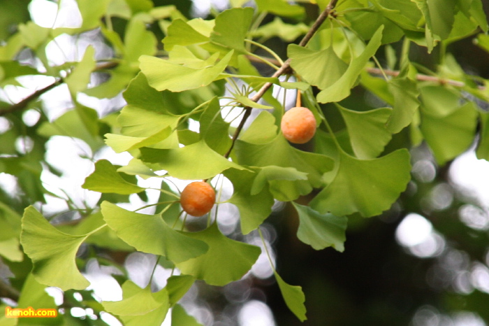 弥彦公園内のイチョウにはギンナン