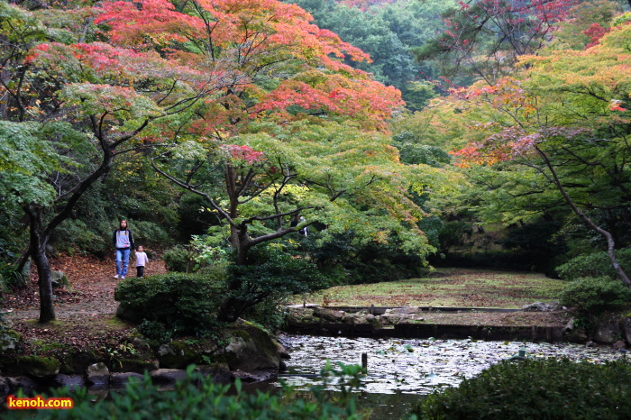 色づき始めたもみじ谷の紅葉