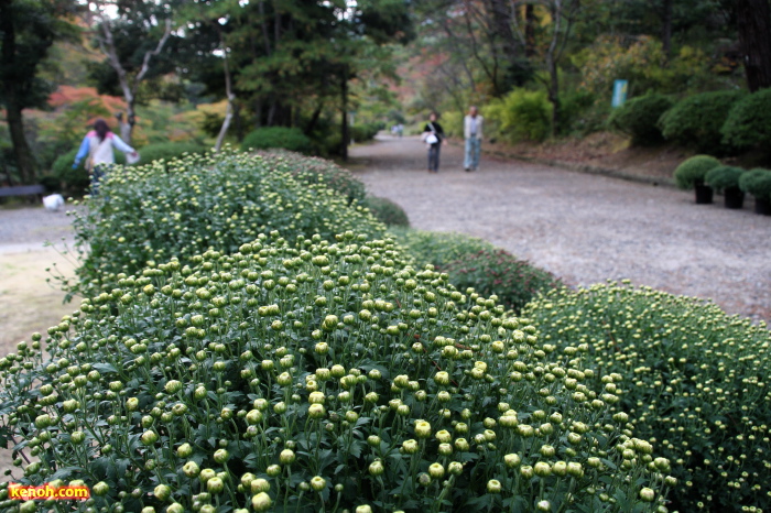 もみじ谷へ続くのぼり口の両側を飾る30近い小菊の鉢