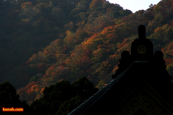 弥彦・弥彦神社拝殿の向こうに弥彦山山腹の紅葉