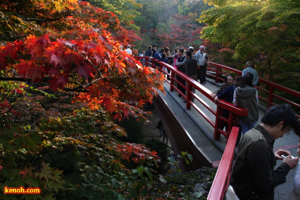 弥彦・弥彦公園もみじ谷の紅葉