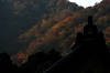 弥彦・弥彦神社拝殿の向こうに弥彦山山腹の紅葉