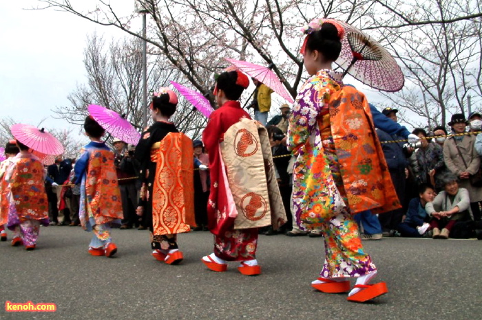 大河津分水・桜並木