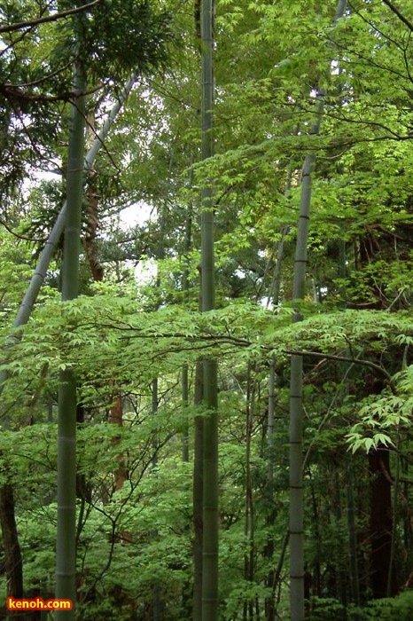 新緑（三条市保内公園）