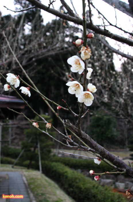 ウメ（三条市槻の森運動公園）