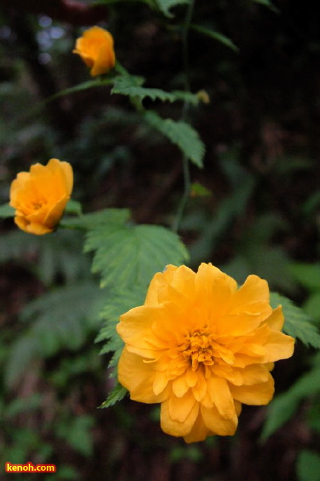 ヤマブキ（加茂市加茂山公園）