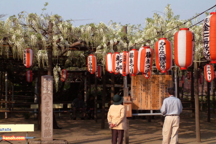 フジ（県天然記念物「八王寺の白藤」／燕市・安了寺）