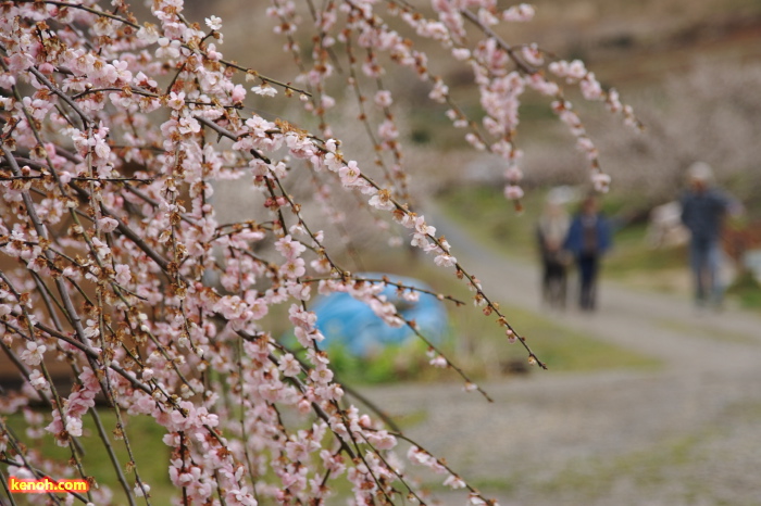 ウメ（田上町梅林公園）