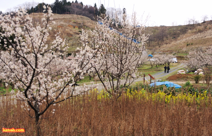 ウメ（田上町梅林公園）