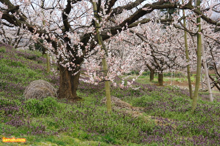 ウメ（田上町梅林公園）