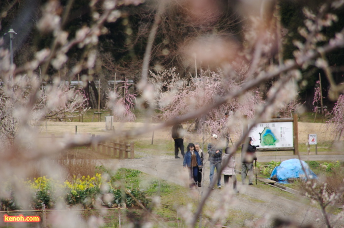 ウメ（田上町梅林公園）