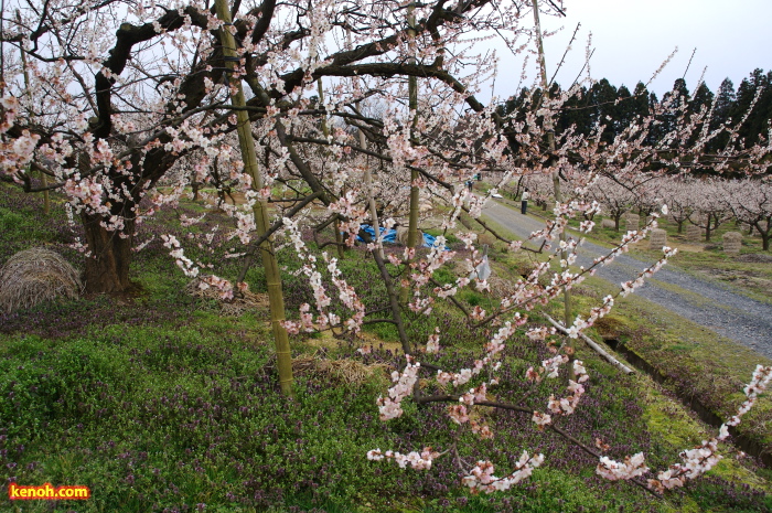 ウメ（田上町梅林公園）