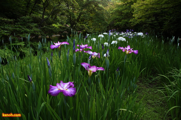 ハナショウブ（弥彦公園・もみじ谷）