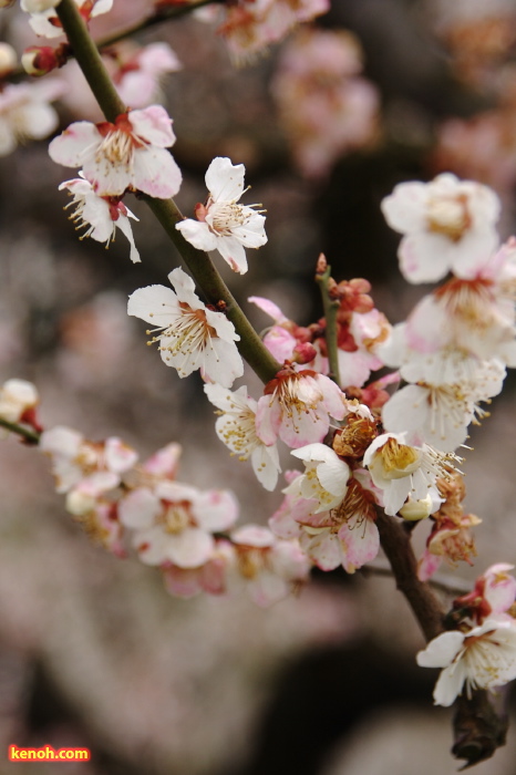 ウメ（田上町梅林公園）