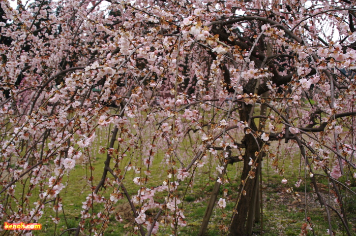 ウメ（田上町梅林公園）