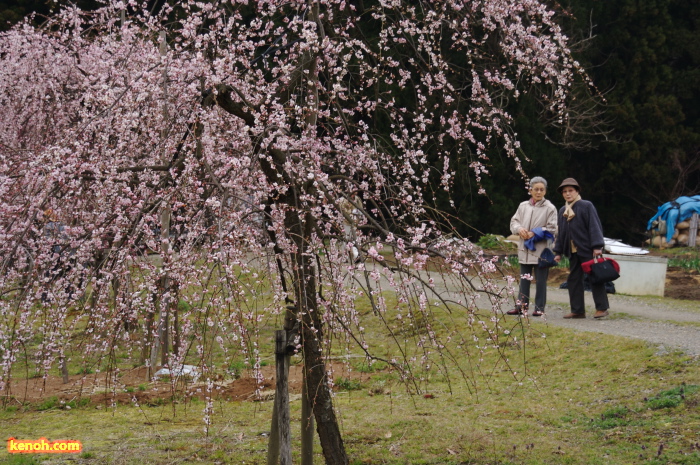 ウメ（田上町梅林公園）