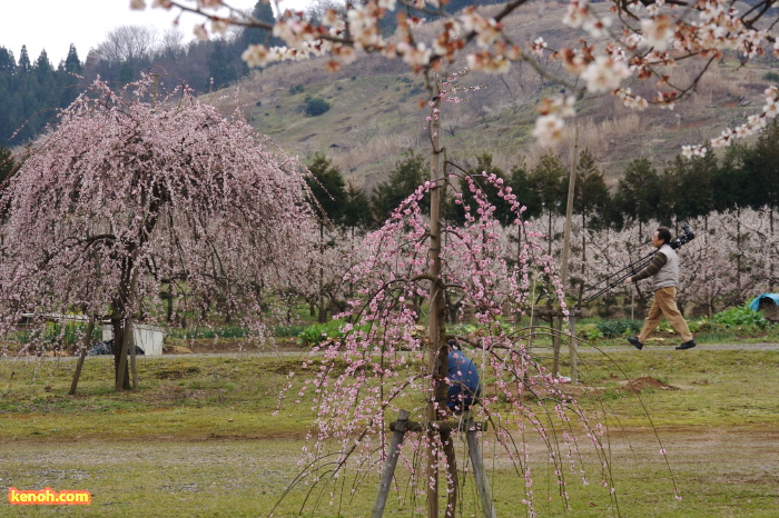 ウメ（田上町梅林公園）