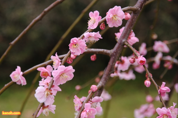 シダレウメ（田上町梅林公園）