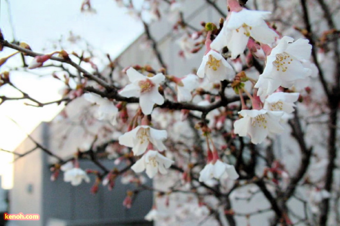 三条市役所三条庁舎市民広場のヤマザクラ（雲龍桜）