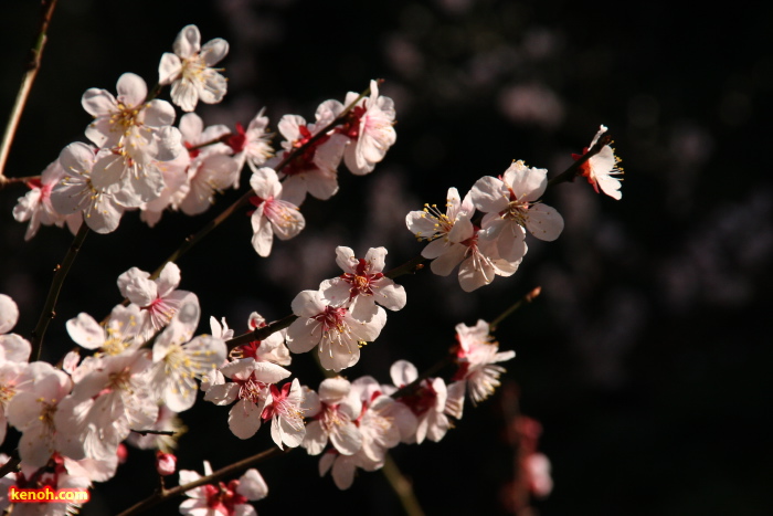 ウメ（弥彦公園）