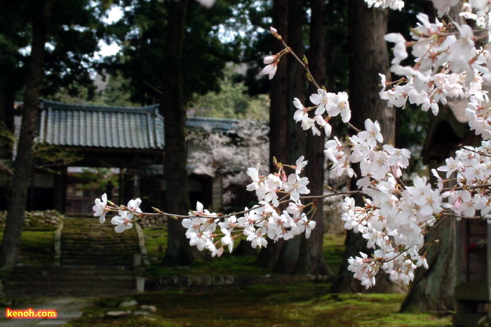 サクラ（三条市東大崎、永明寺）