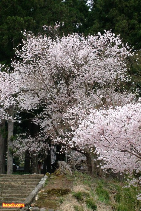 サクラ（三条市東大崎、永明寺）