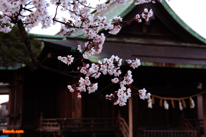 ソメイヨシノ（三条市・八幡宮）