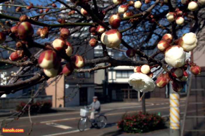 白梅（三条市神明町）