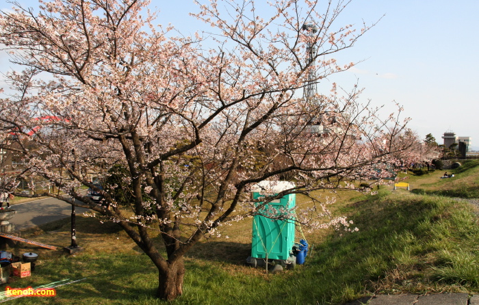 ソメイヨシノ（大河津資料館となりの公園）