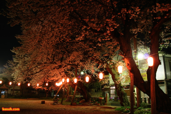 ソメイヨシノ（燕市・金山神社の夜桜）