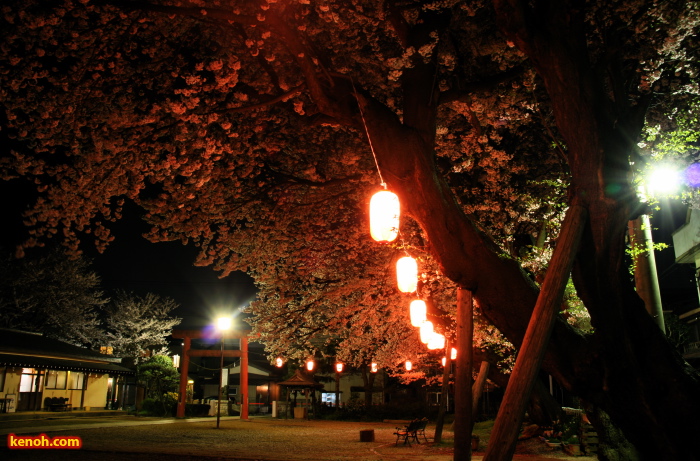 ソメイヨシノ（燕市・金山神社の夜桜）