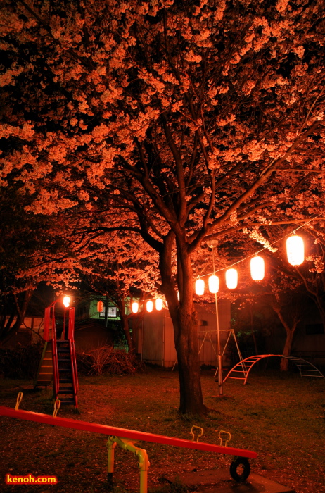 ソメイヨシノ（燕市・金山神社の夜桜）