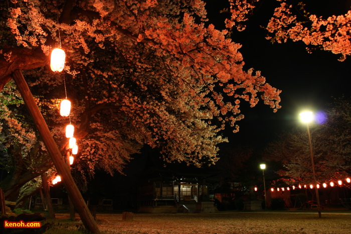 ソメイヨシノ（燕市・金山神社の夜桜）