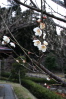 ウメ（三条市槻の森運動公園）